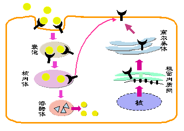 LDL Ĵл