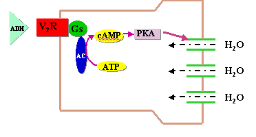 ADH鵼źת