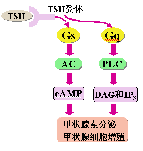 TSHźת;