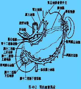 理论要点之外科学:胃,十二指肠疾病