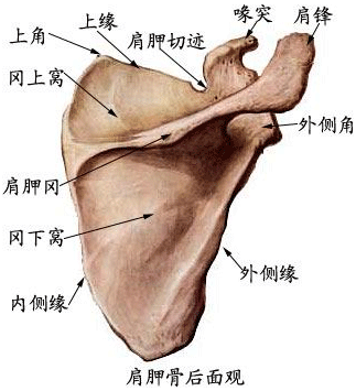 后面有肩胛冈,末端延为肩峰,是